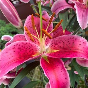 Meet your Posher, Gladys